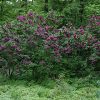 Charles Joly Lilac #5 - Image 2